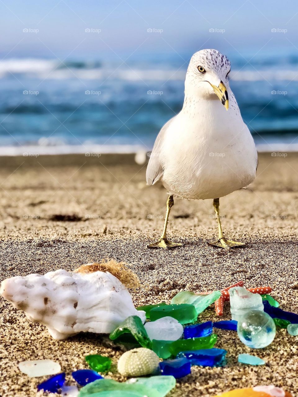 Foap Mission “Top Foapers Only”! Remarkable Shot-Seagull With His Precious Beach Glass And Seashells!