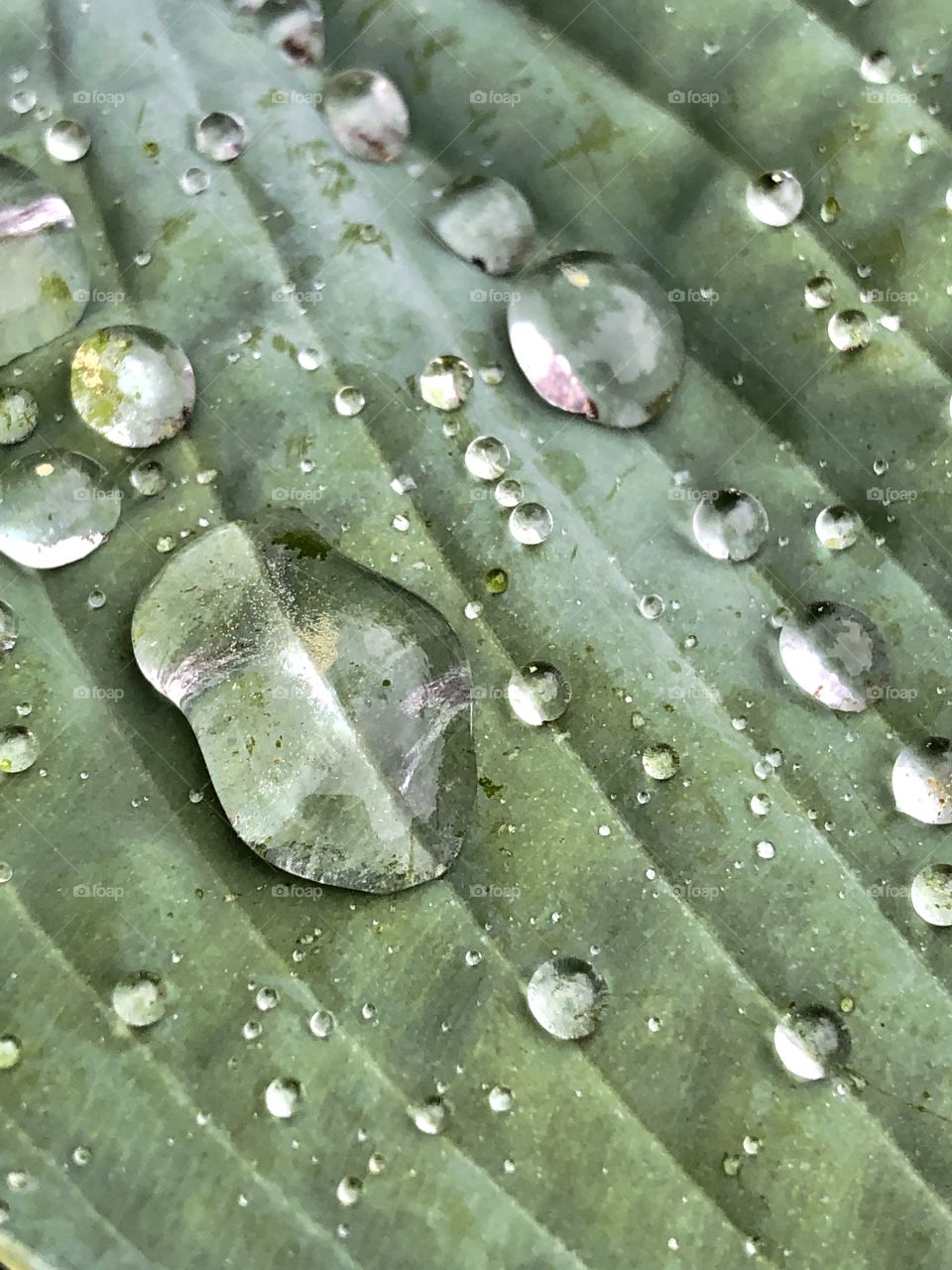 Green leaf with water droplets on surface, closeup, macro photography 