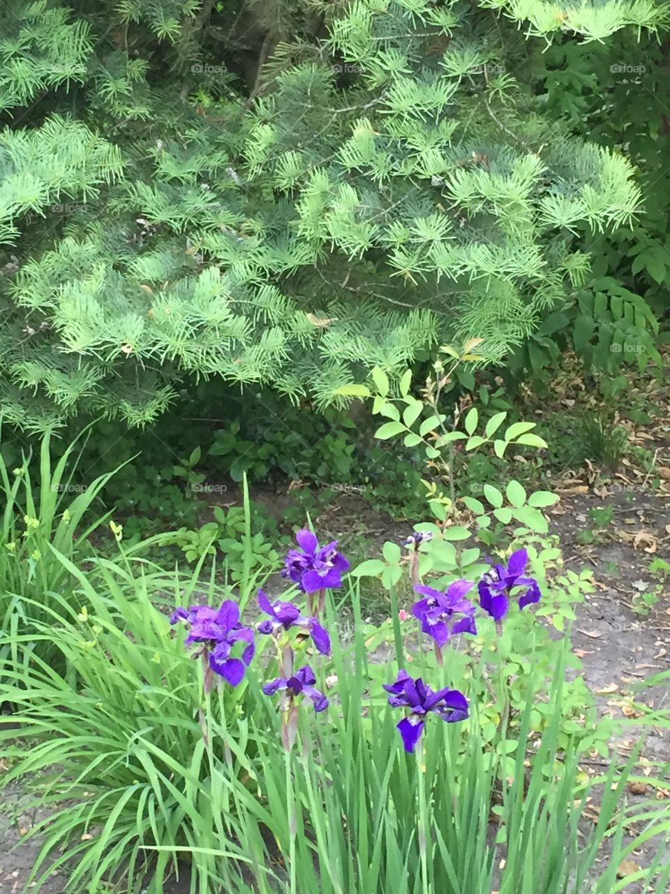 Backyard purple