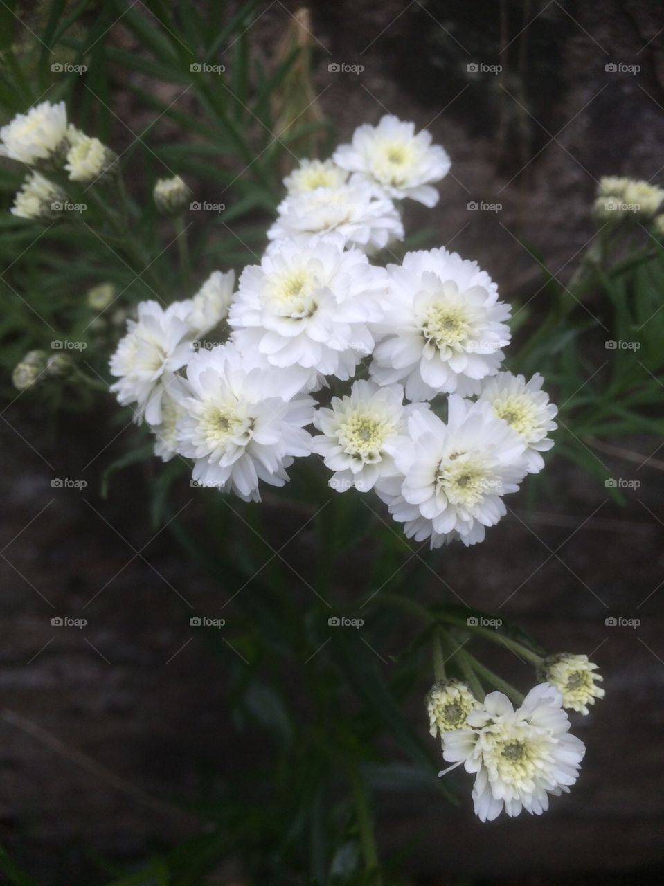 Beautiful small delicate white flowers in this variety of perennial achillea 