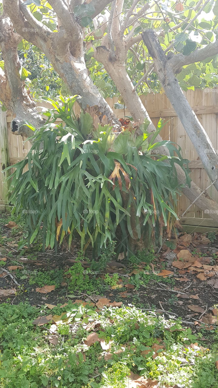 Tree, Leaf, Garden, Flora, No Person