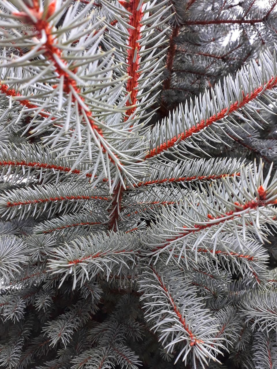 Fir tree branch texture