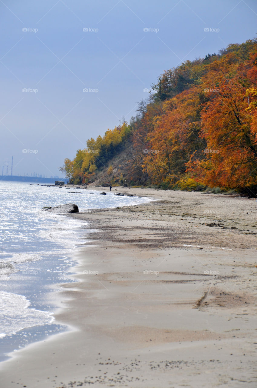 Autumn trees at beach