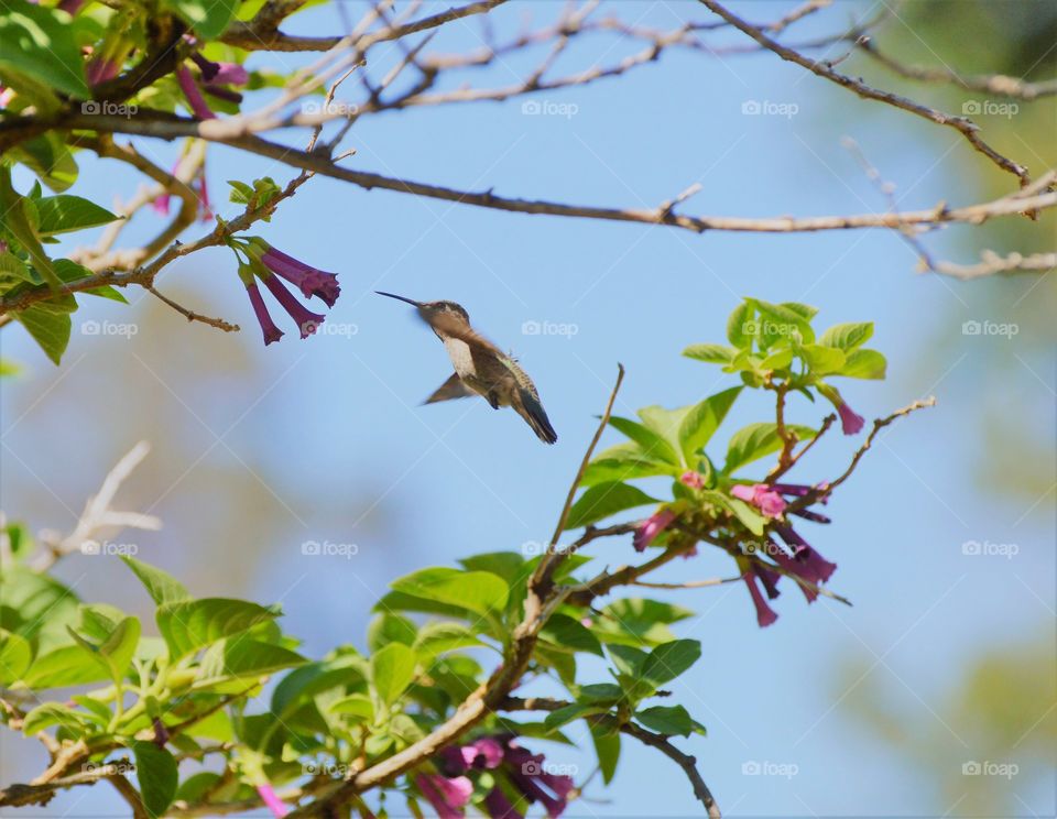 hummingbird flying towards a flower