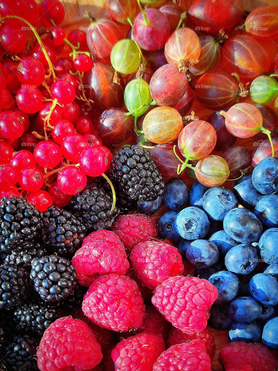Berries are a treasure trove of vitamins and energy. Red raspberries, black blackberries, red currant clusters, colorful gooseberries and purple blueberries. The contrast of colors under the rays of the sun. View from above
