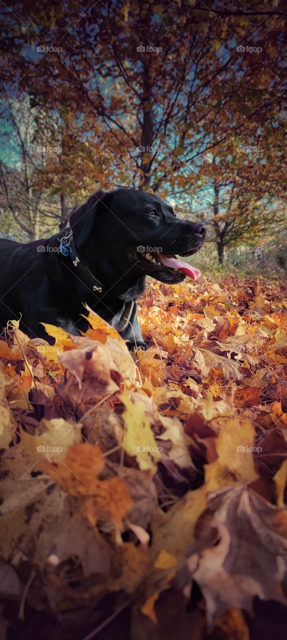 black Labrador