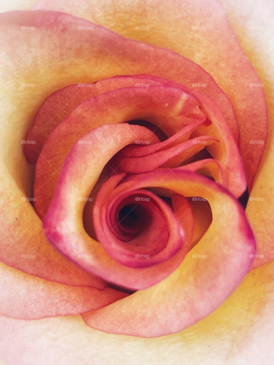 Beautiful close up rose flower blossoms with pink yellow petals in a flower shop. 