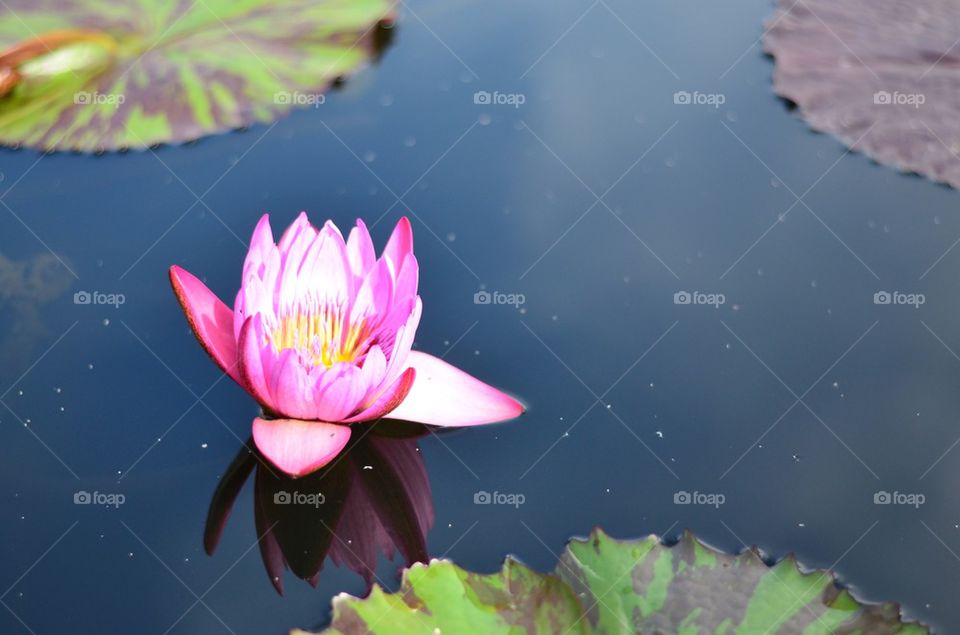 Water lily