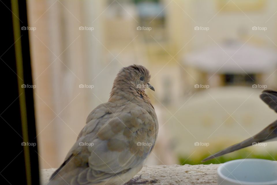 Little dove bird sitting in winter