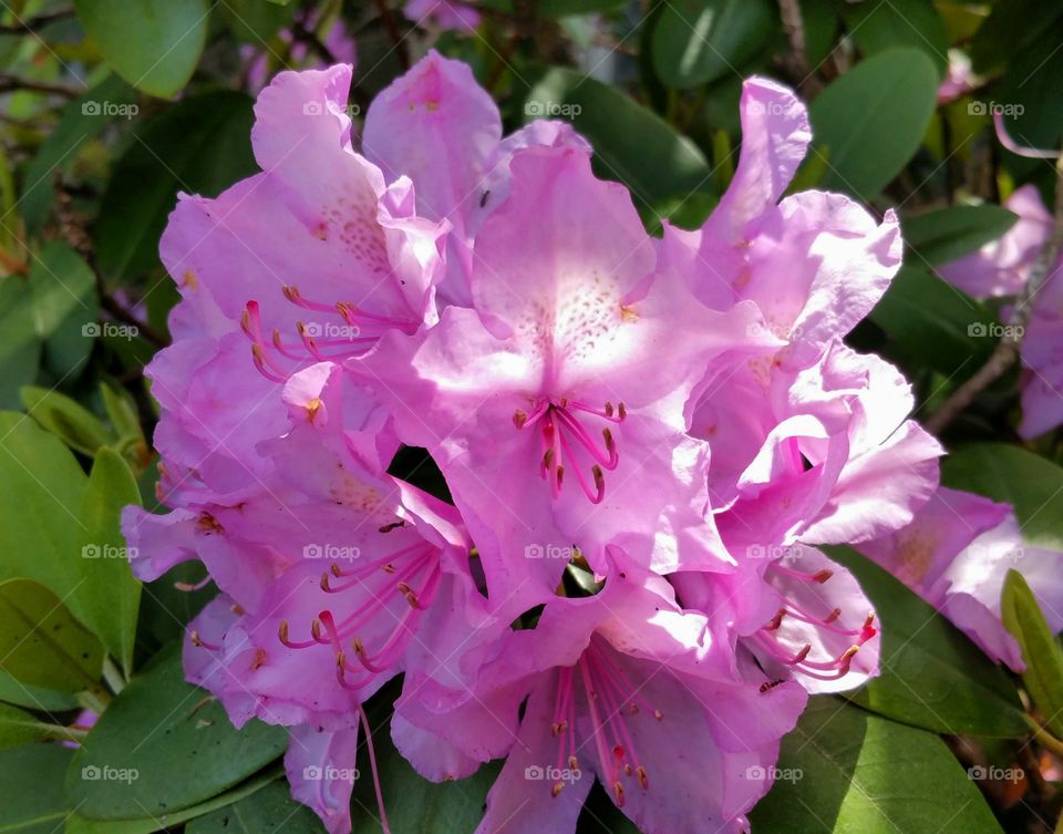 Sun Kissed Rhododendron 
