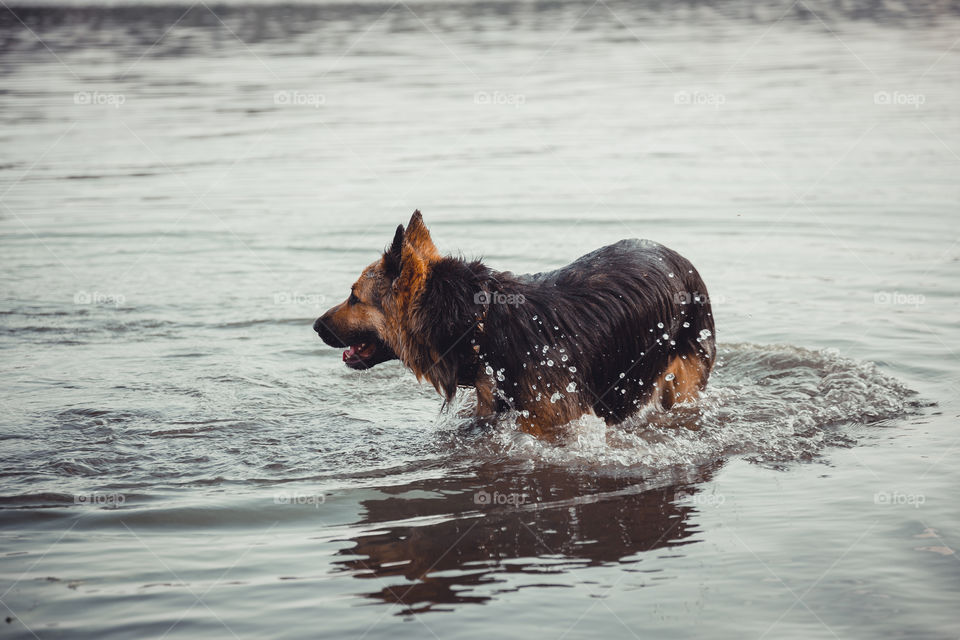 German shepherd dog swims in river