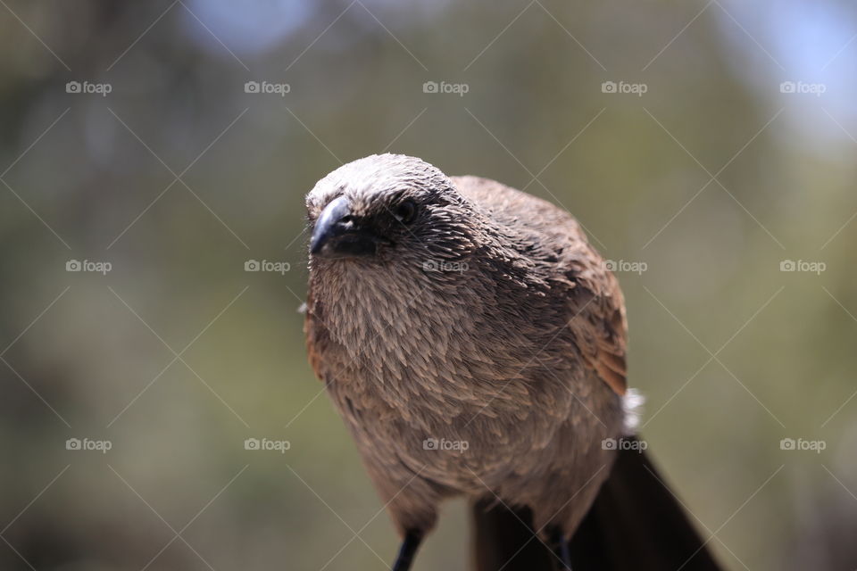 South Australian Apostle bird, found in the Flinders Ranges, this one perched on a fence