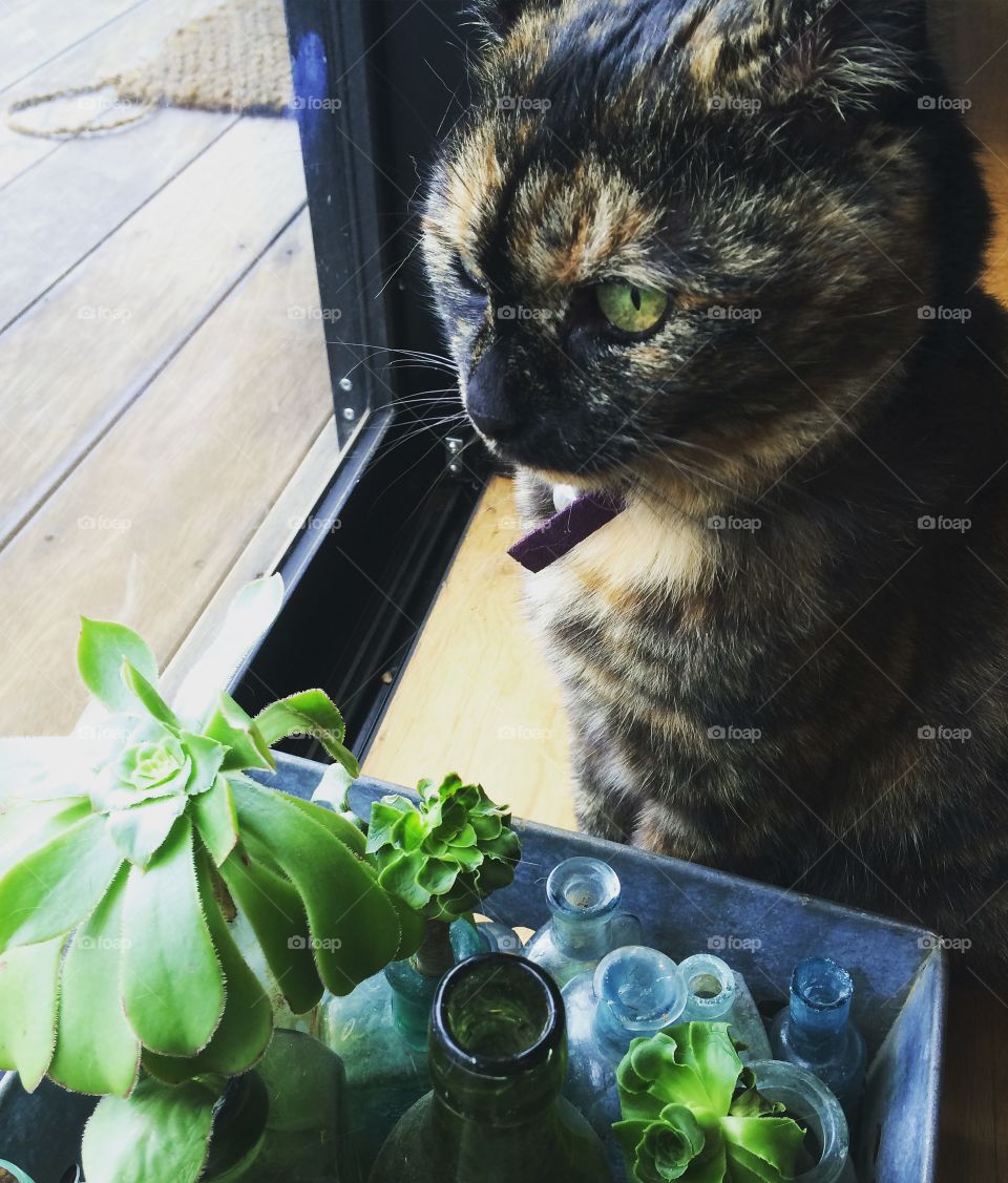 Cat with succulents