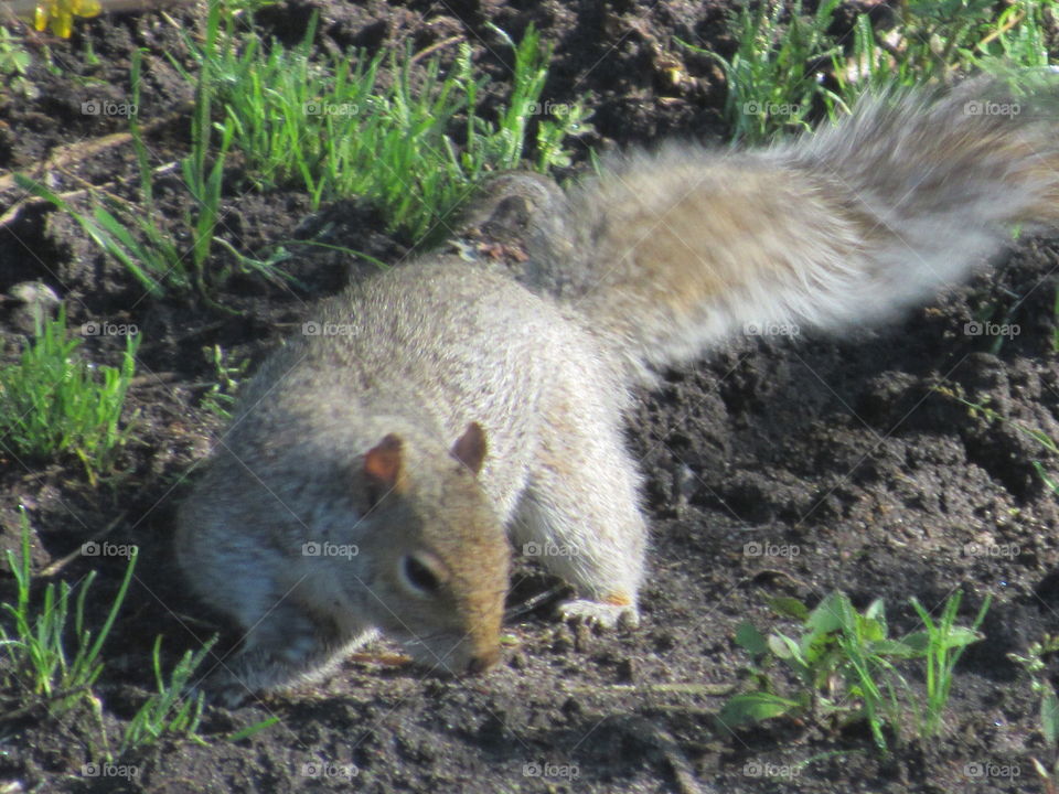 Grey Squirrel