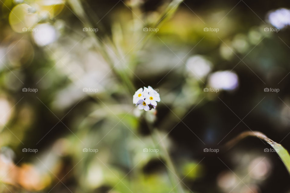 Green forest plant landscape blossom macro closeup beauty bloom flower first sing of spring outdoors nature