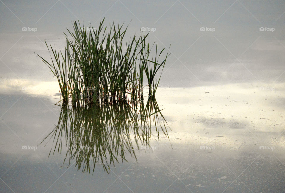 grass in water