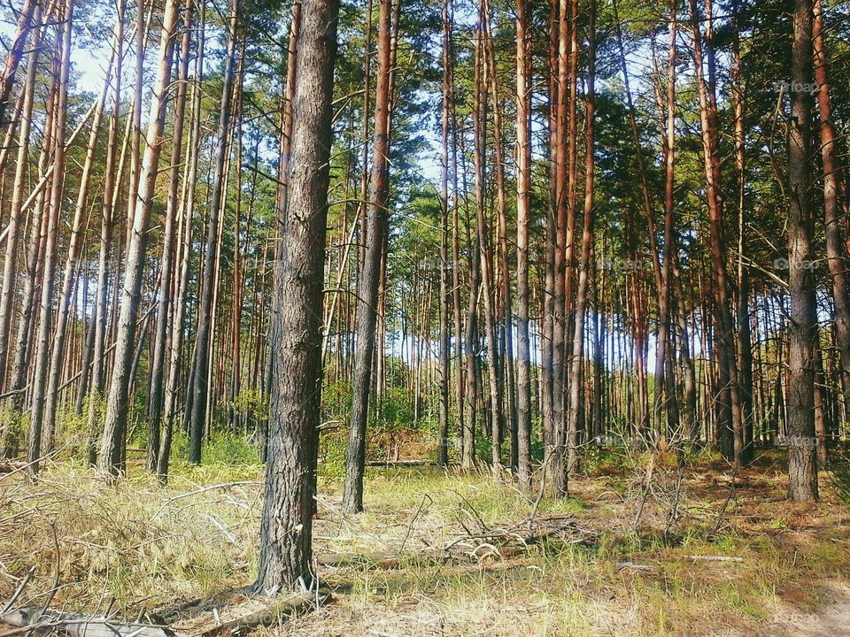 View of forest