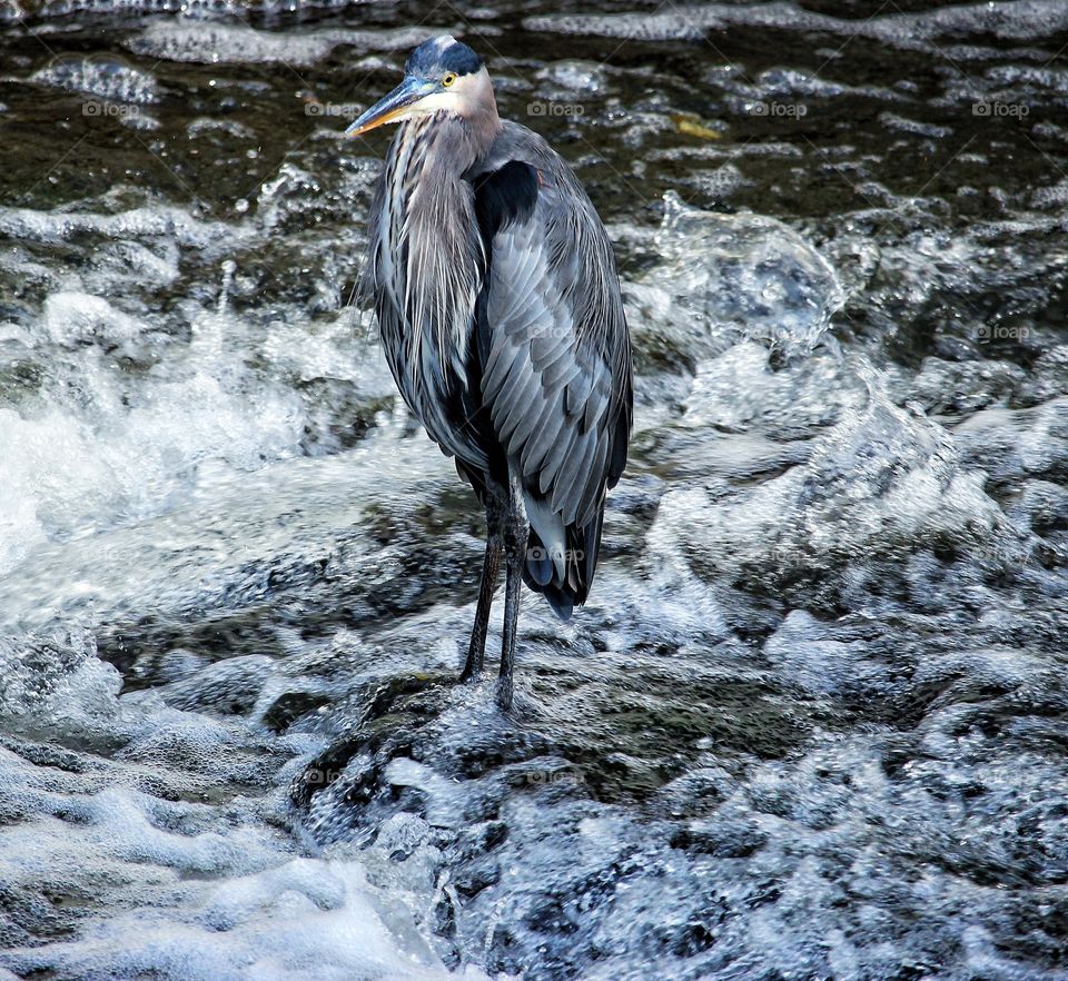 Heron in the rapids