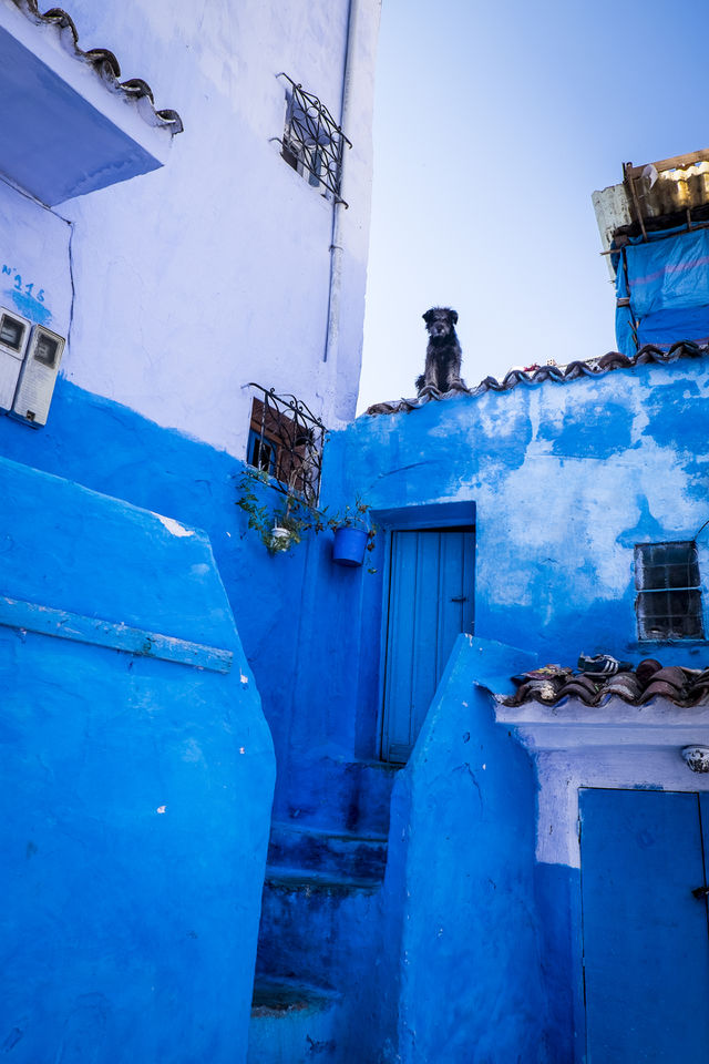 dog on the roof