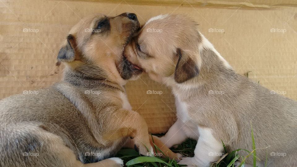 Animais são criaturas adoráveis. A seguir a foto de Peggy e Tyler (✝), viveram ótimos momentos como esse, "Deixe me ver o que tem dentro da sua boca!"