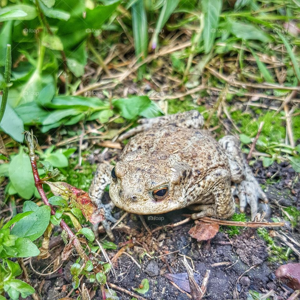 Toad, I think