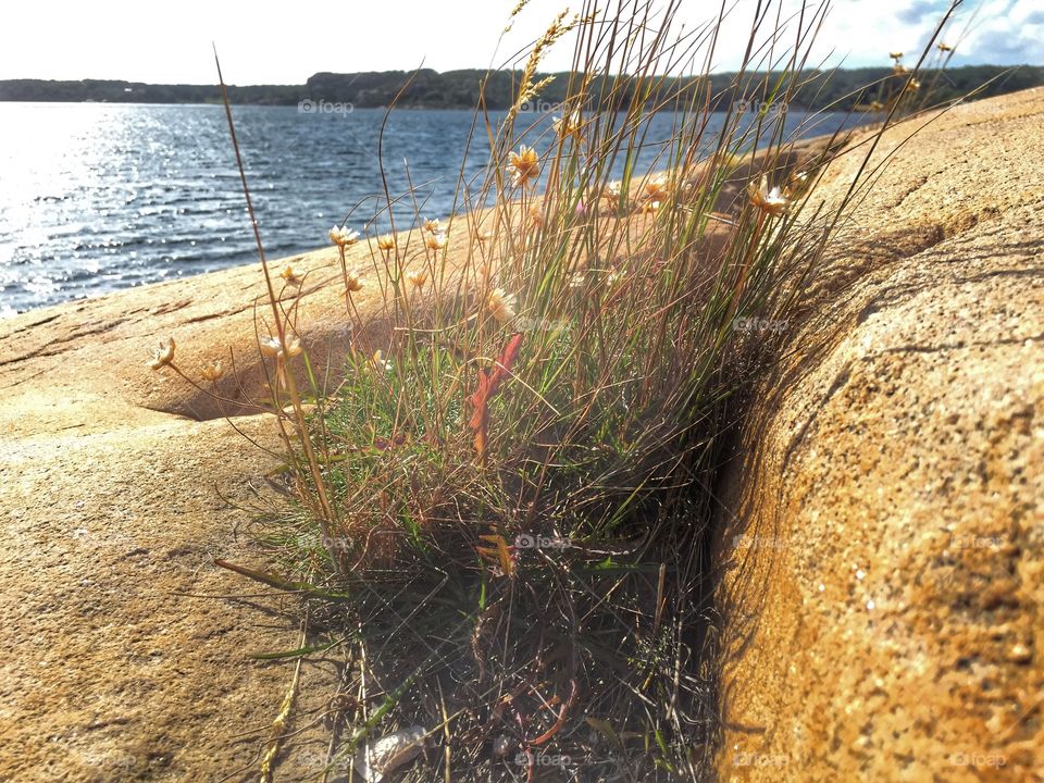 Seagrass. Swedish coast with famous red rocks