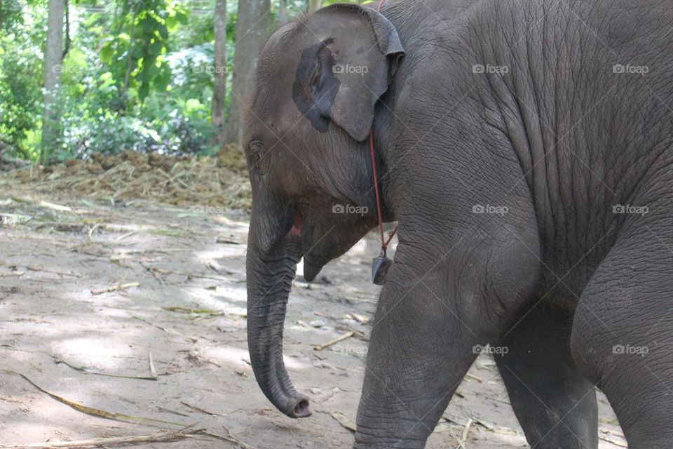 Thai Elephant 