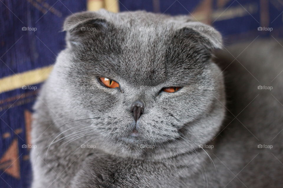 Grey Scottish fold cat look