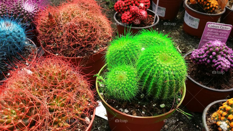 Colourful cacti in a garden centre