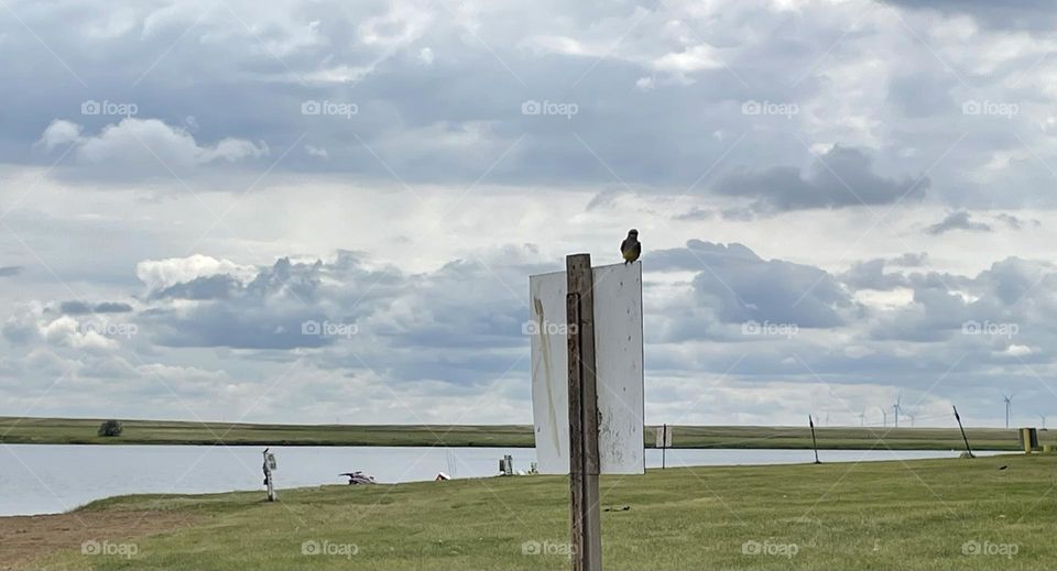 This bird is contemplating a dip in the lake