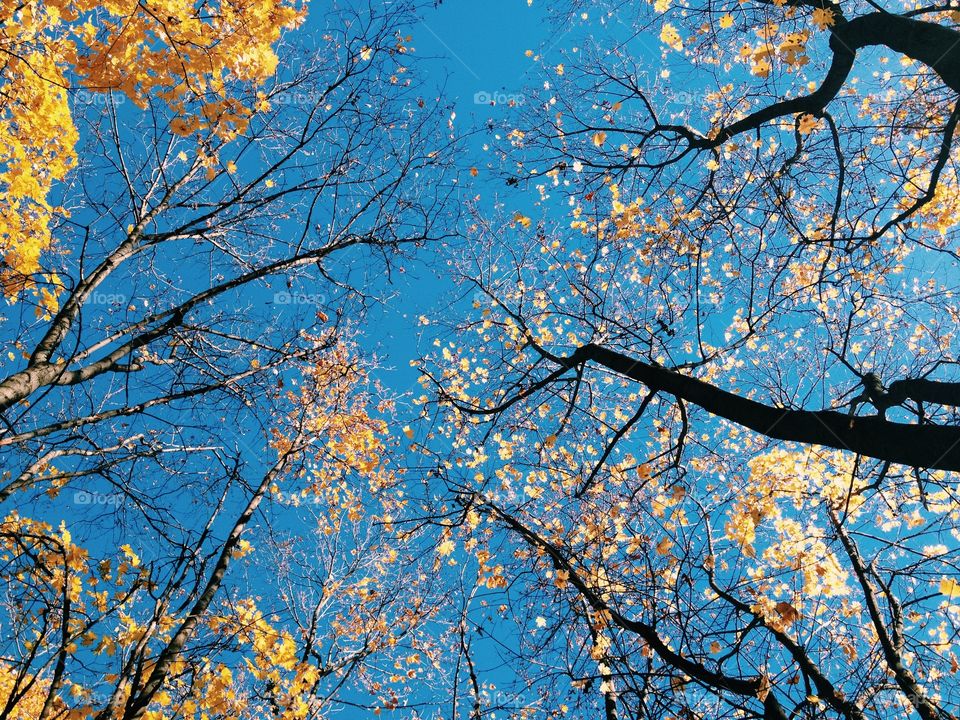 View of autumn forest