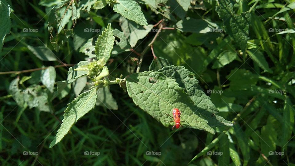 Pulutan; Malvaceae family of gandapura relatives, cotton, hibiscus, sidaguri and cemplak (smelly grass). And Dysdercus cingulatus is a true insect species in the family Pyrrhocoridae, commonly known as a red cotton stainer. (south borneo)