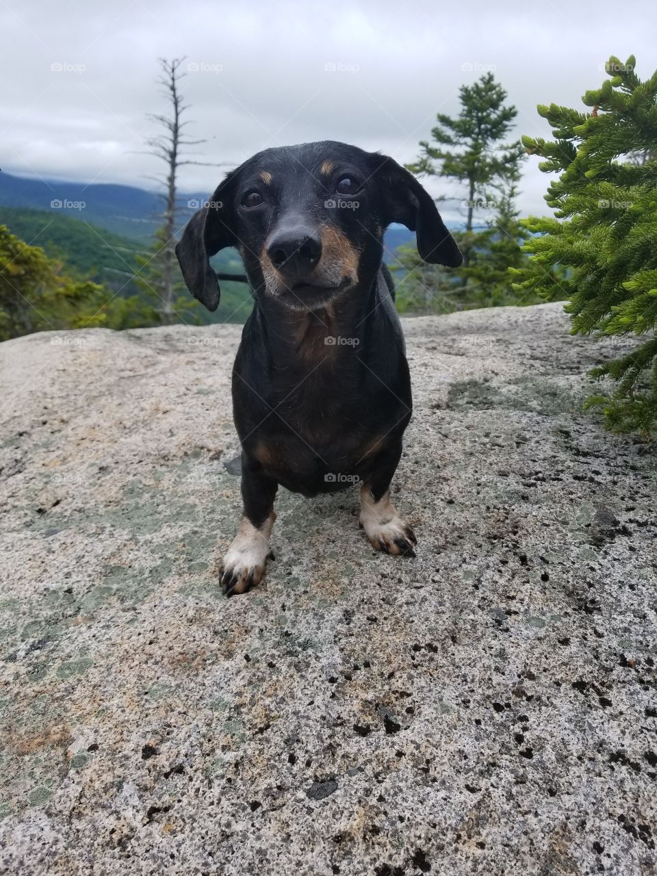 hiking dachshund