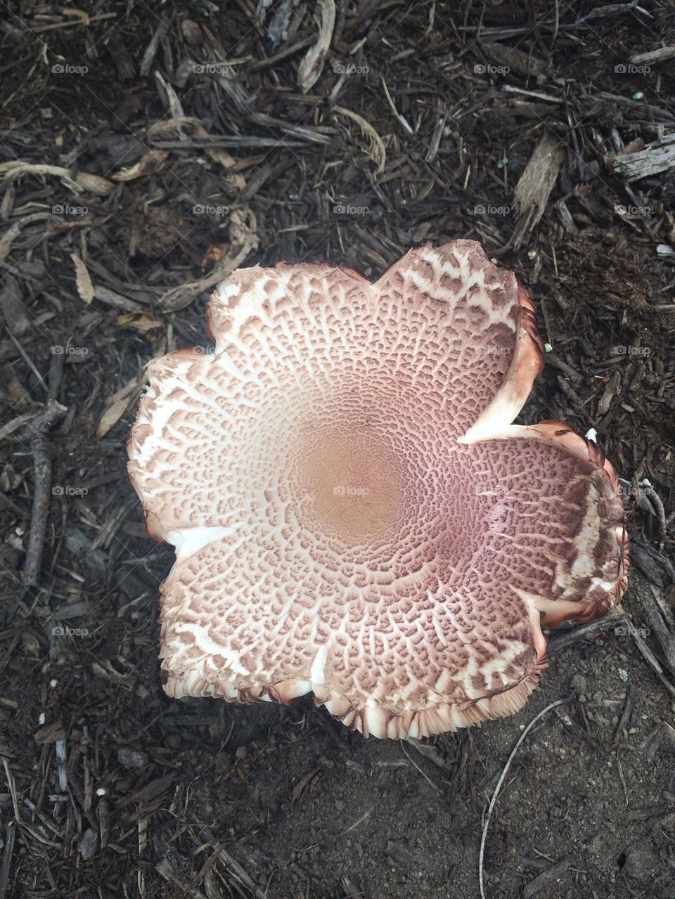 Mushroom