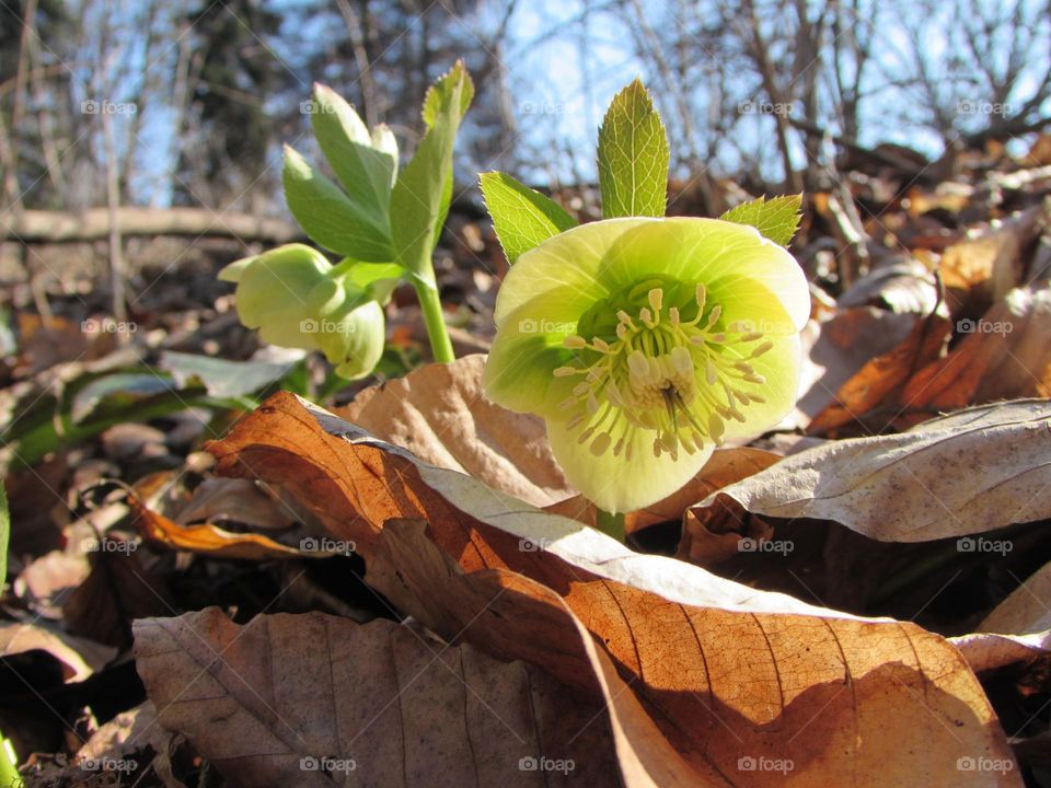 Spring flower in the forest