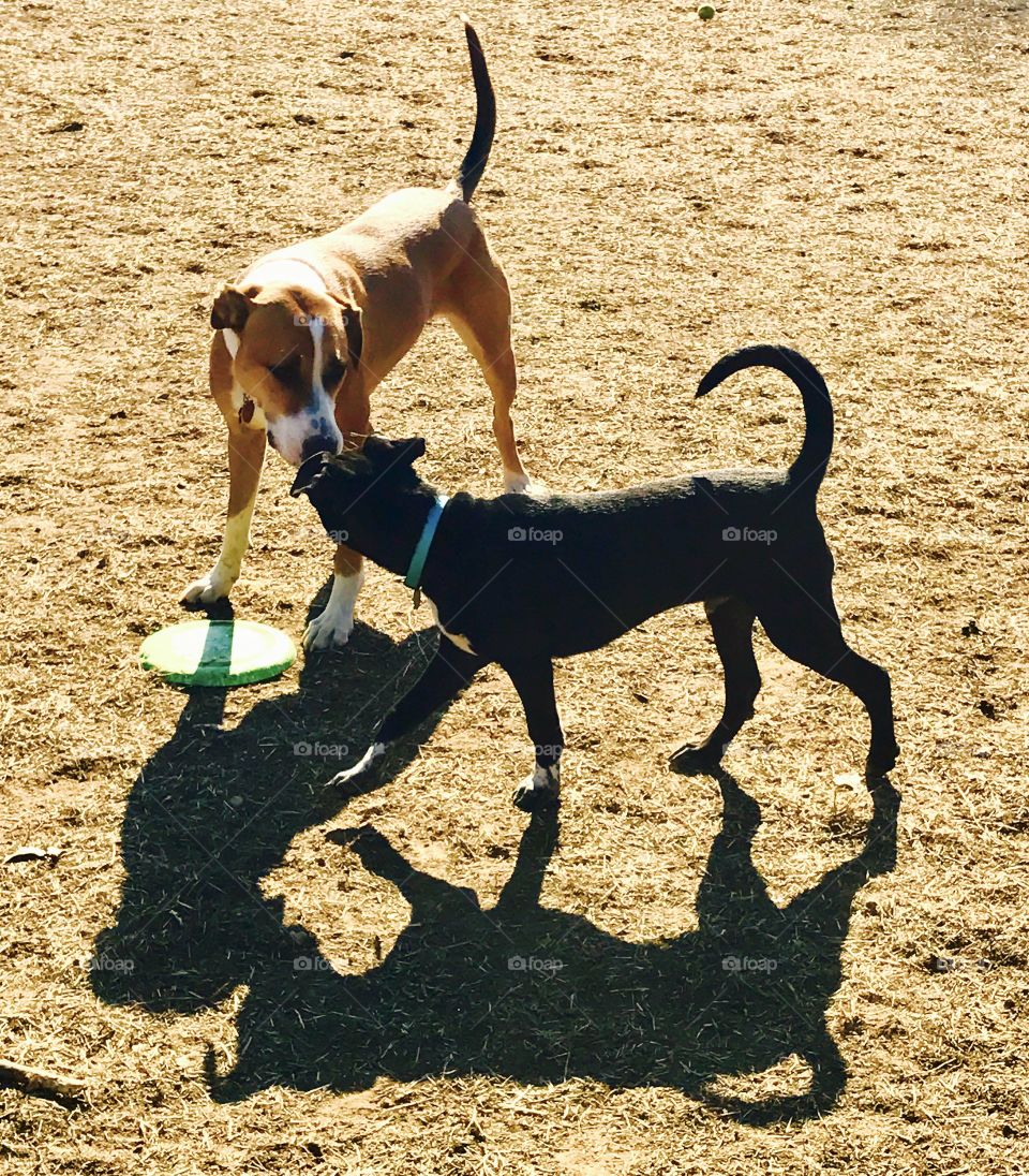 Frisbee Friends