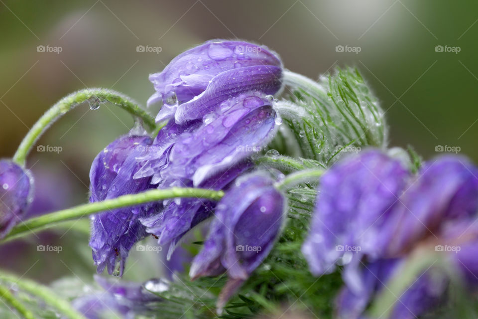 Flowers after the rain