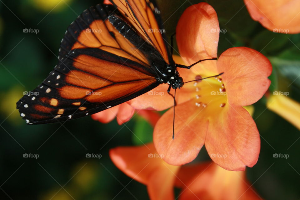 A monarch butterfly on a tropical orange flower