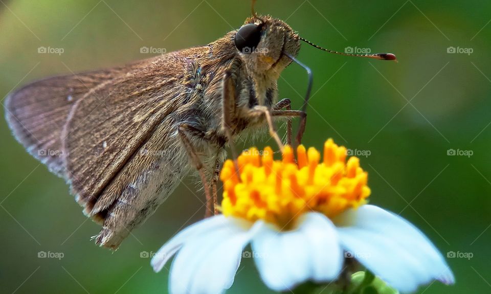 Brown Buterfly