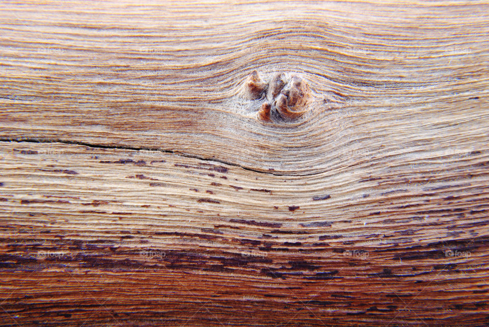 Wooden trunk texture