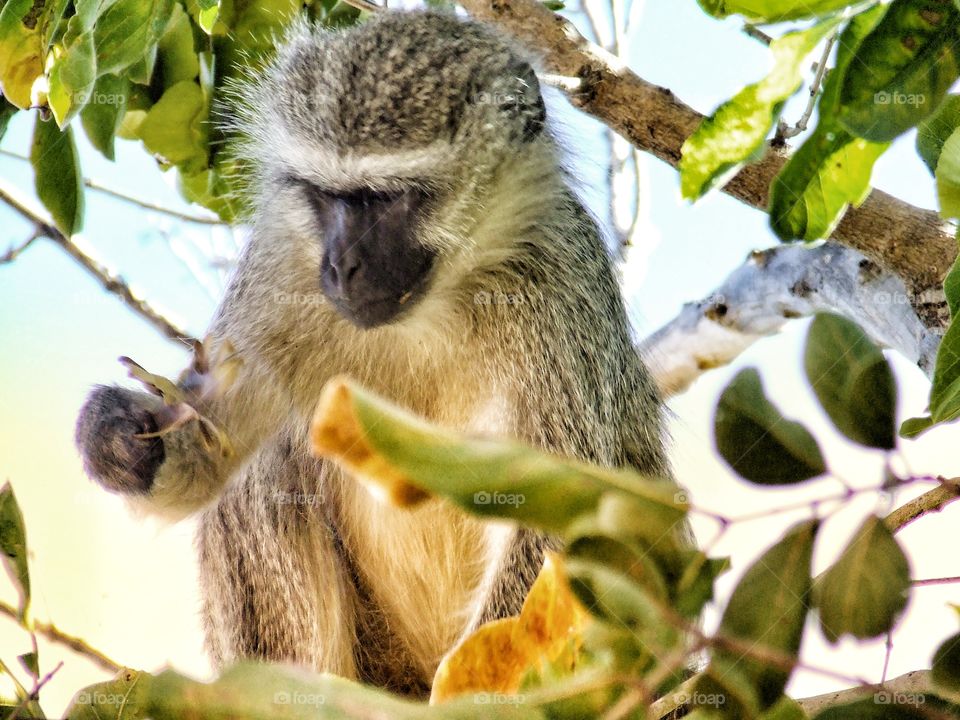 Monkey looking at a leaf
