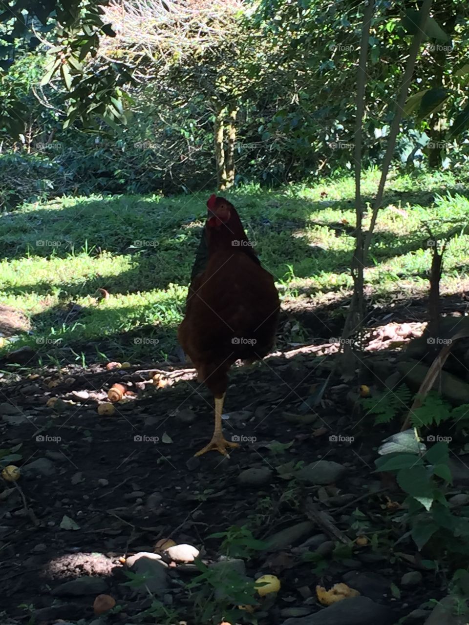 Gallo Joven en una sola pata