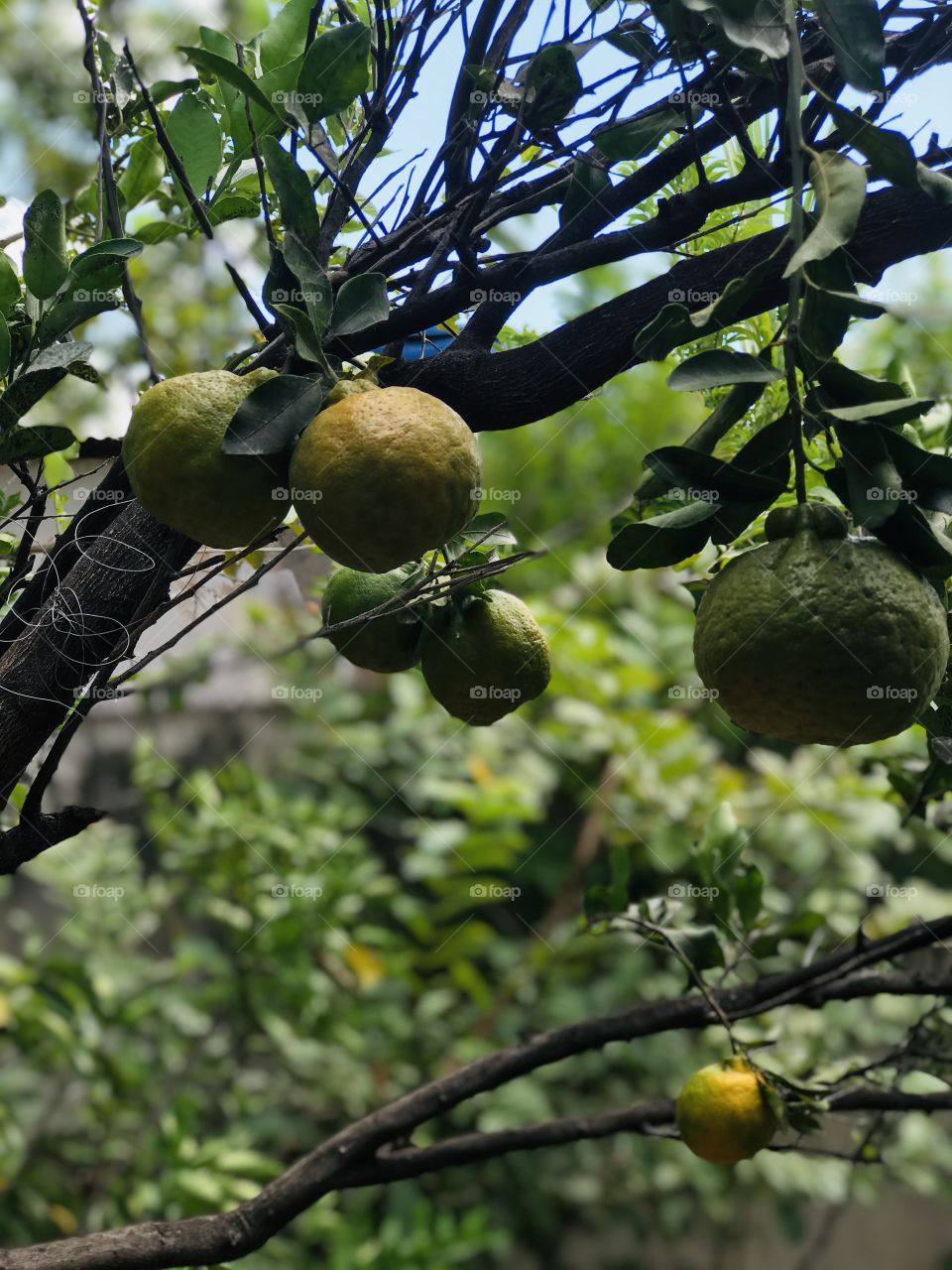 beautiful tangerines