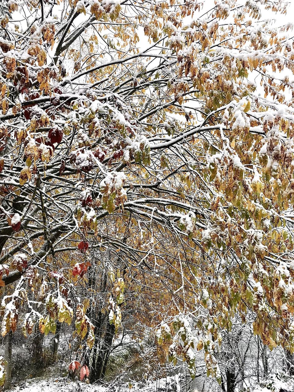 Autumn trees in snow