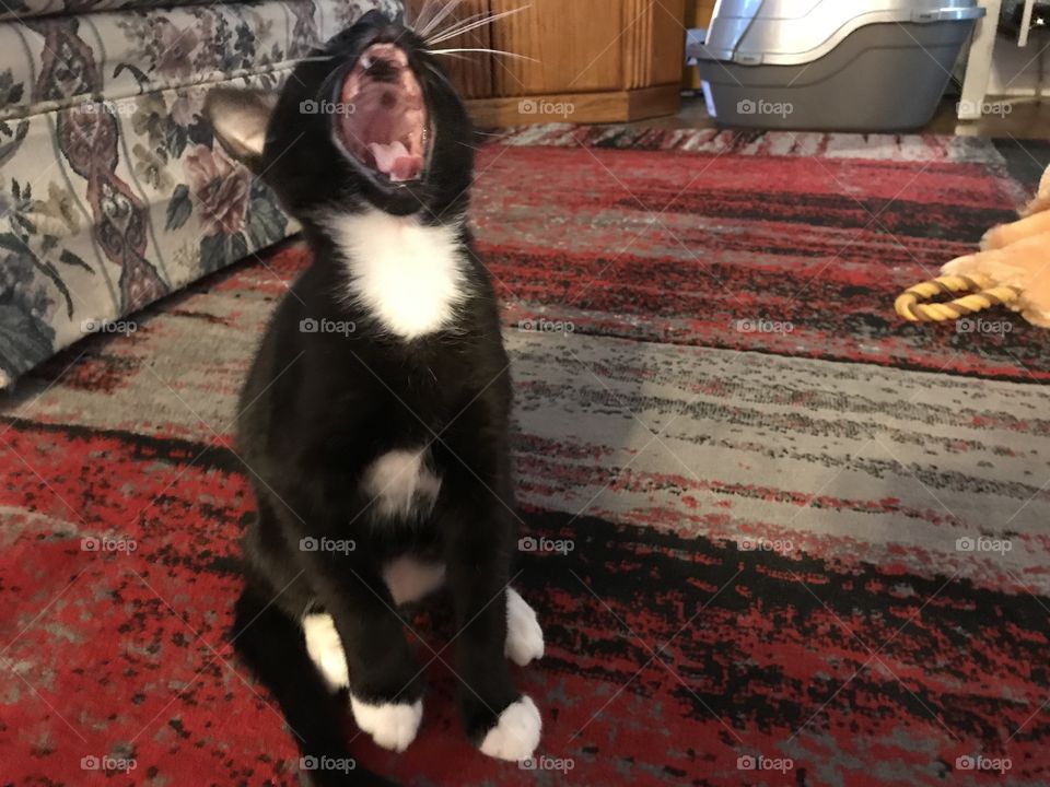 Silly Brutus Yawns