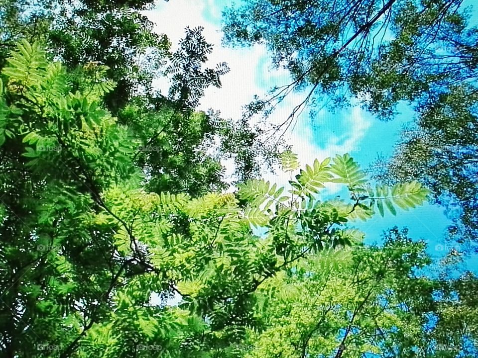 niebo w lesie