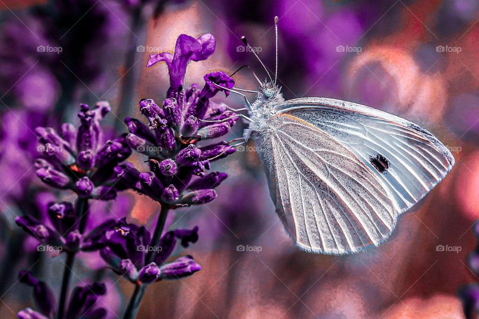 A butterfly at the purple field