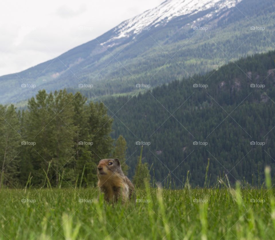 Prairie dog groundhog squirrel in Canada's Rocky Mountains meadowland closeup small wild animal