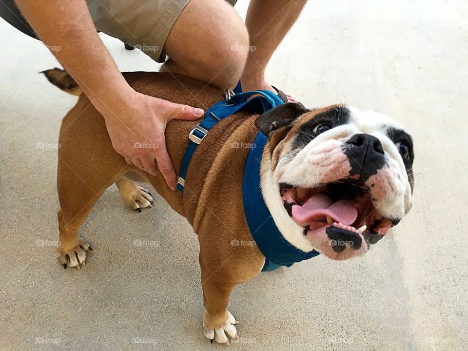 Bulldog with pet owner