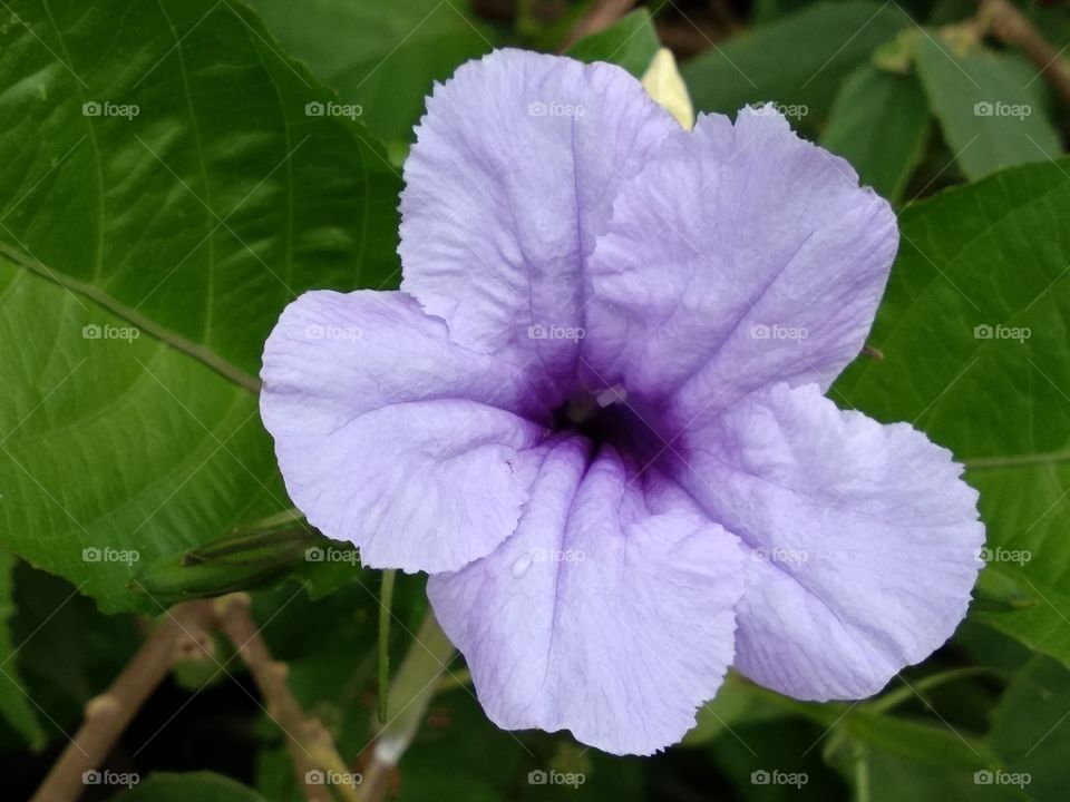 Purple Grass Flower